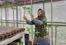 ITS Teliti Adaptasi Tanaman untuk Ketahanan Pangan