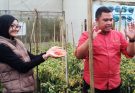 Petani Cabai di Garut Terapkan Smart Green House, Kolaborasi Eptilu dan Bank Indonesia