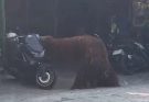 Orangutan Solo Safari Kabur, Gunakan Ranting Putus Listrik Pagar Pengaman
